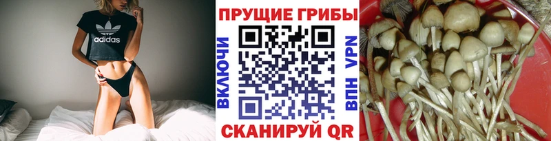 хочу наркоту  Десногорск  Галлюциногенные грибы прущие грибы 
